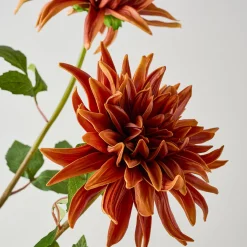 VND0078 K & K Interiors, Inc. Autumnal Dahlia