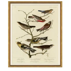 VND6204 Soicher Marin of Florida Finches on Branches
