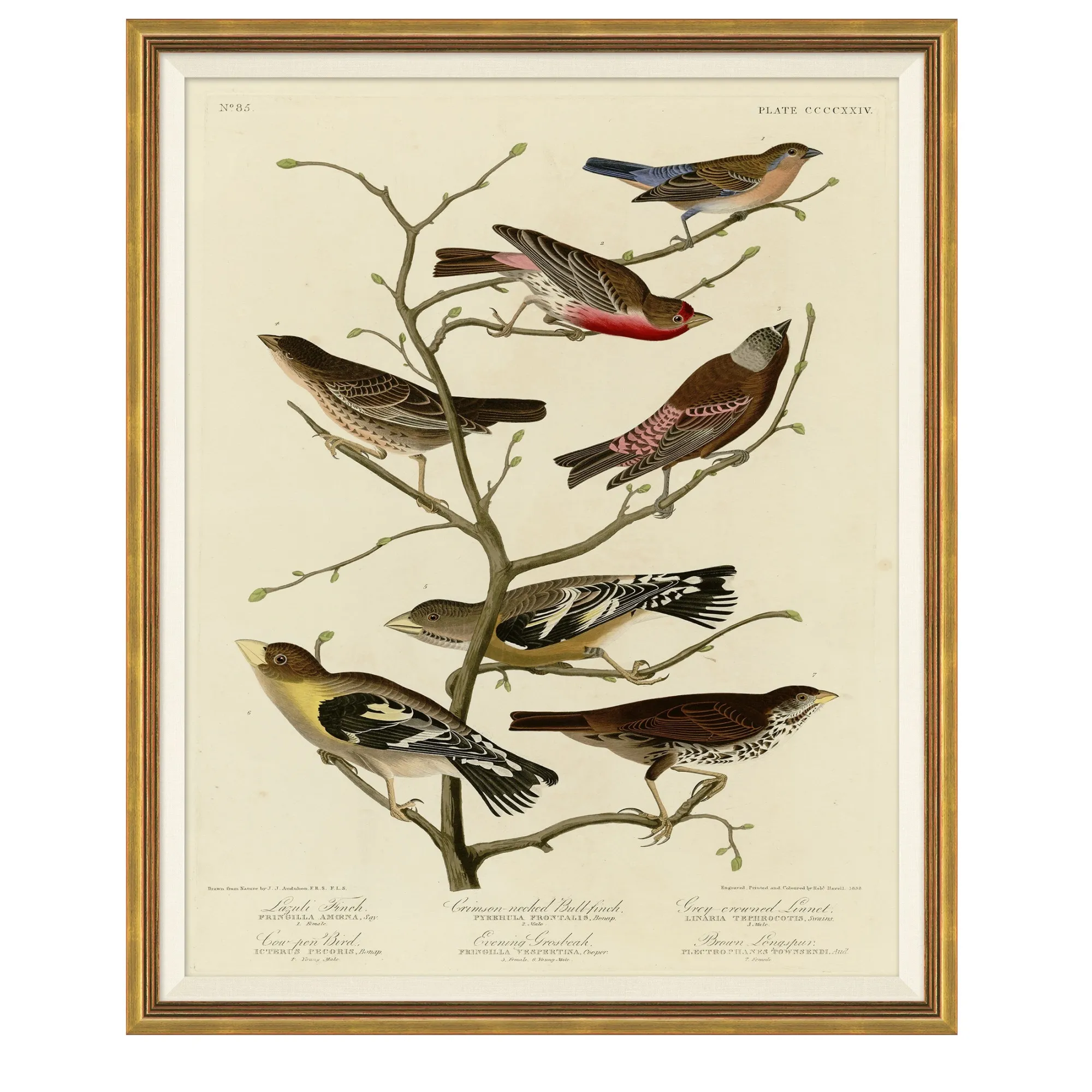 VND6204 Soicher Marin of Florida Finches on Branches