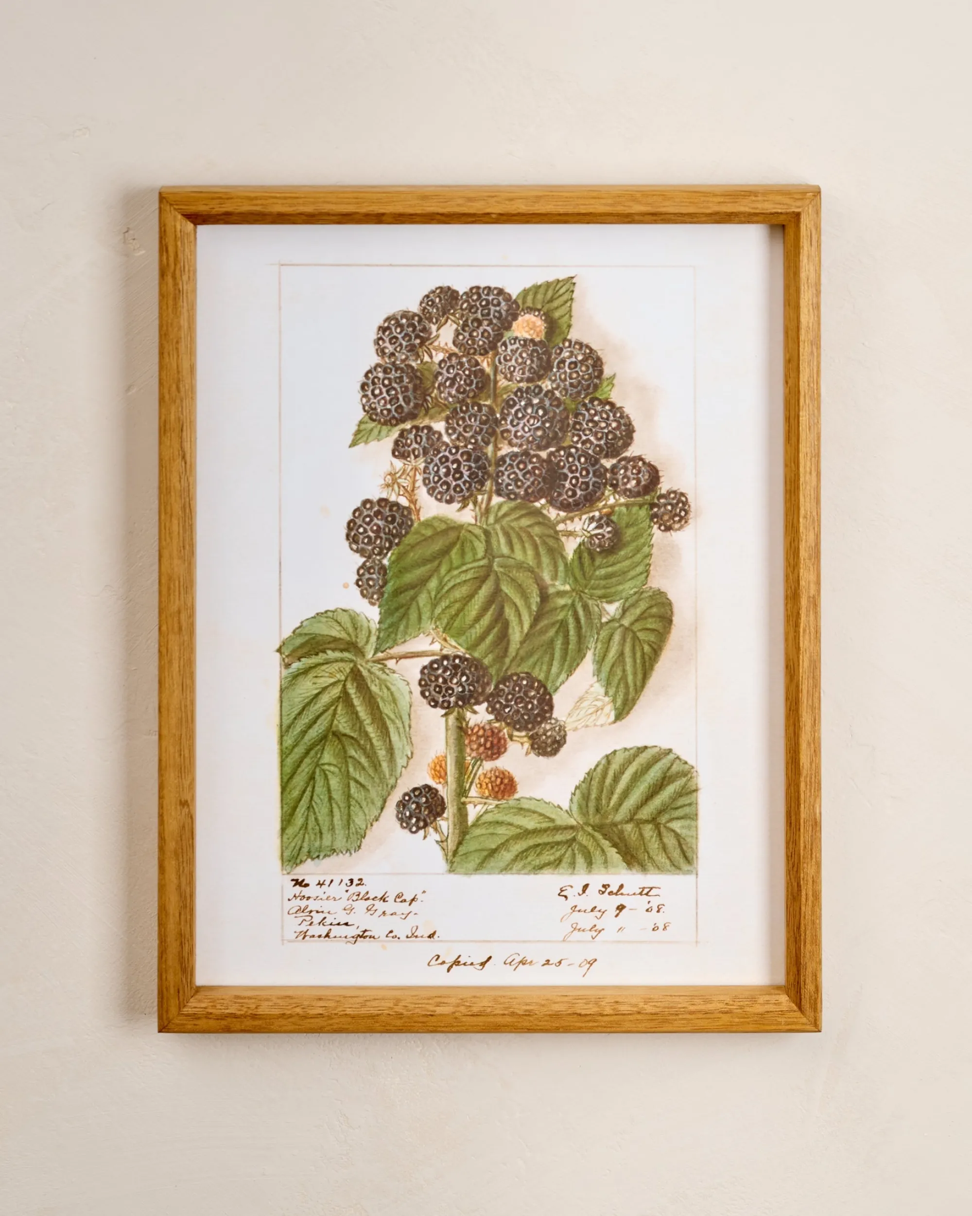 VND8679 Wares, LLC Fresh Blackberry Botanical Framed Print
