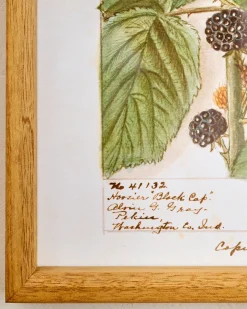 VND8679 Wares, LLC Fresh Blackberry Botanical Framed Print