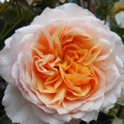 VND8125 Heirloom Roses Inc. Ginger Syllabub™ Rose Bush