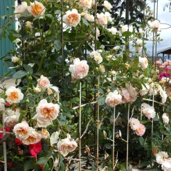 VND8125 Heirloom Roses Inc. Ginger Syllabub™ Rose Bush