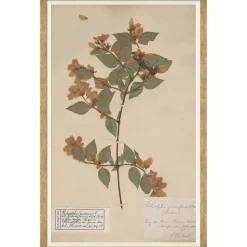 VND6204 Soicher Marin of Florida Herbarium Specimen I