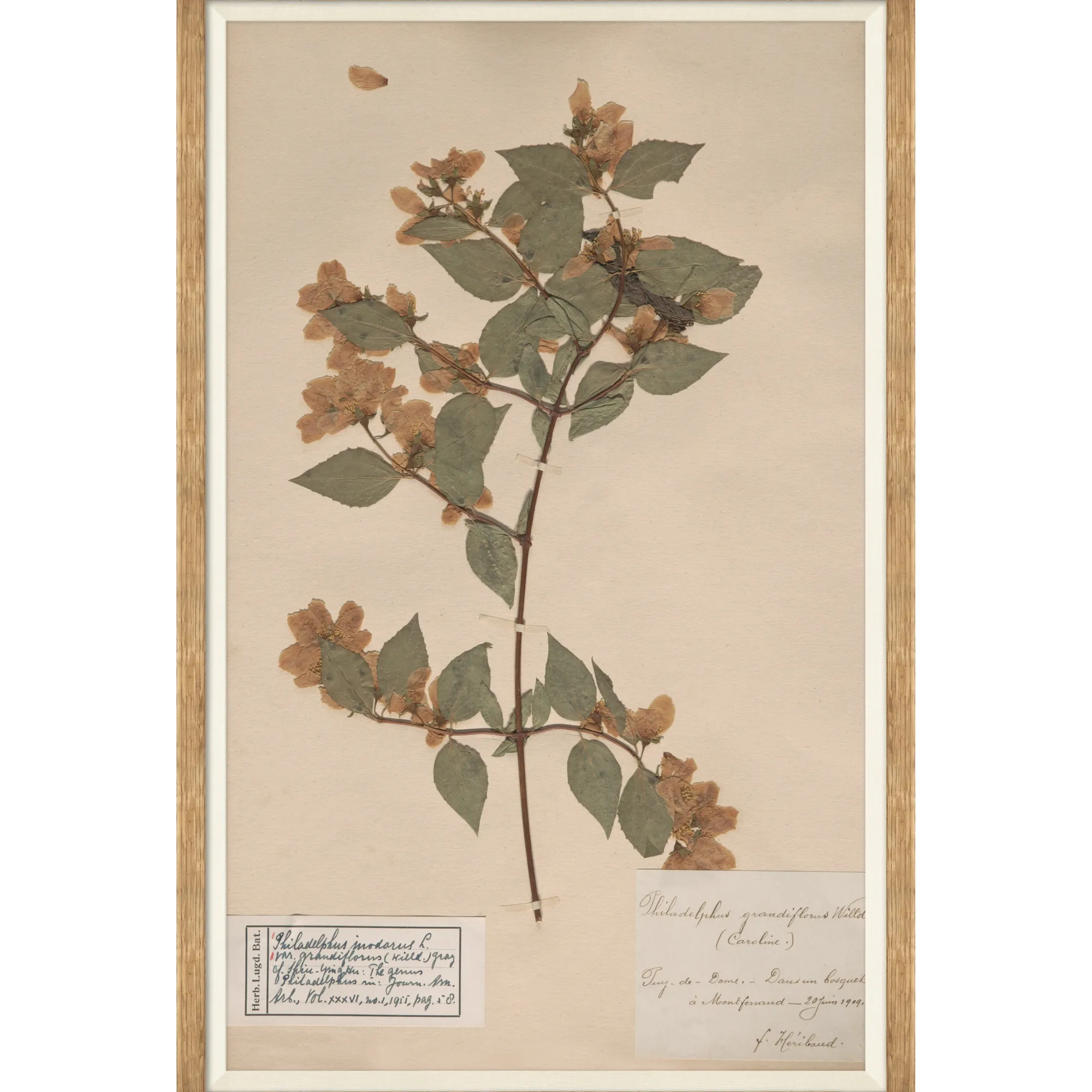 VND6204 Soicher Marin of Florida Herbarium Specimen I