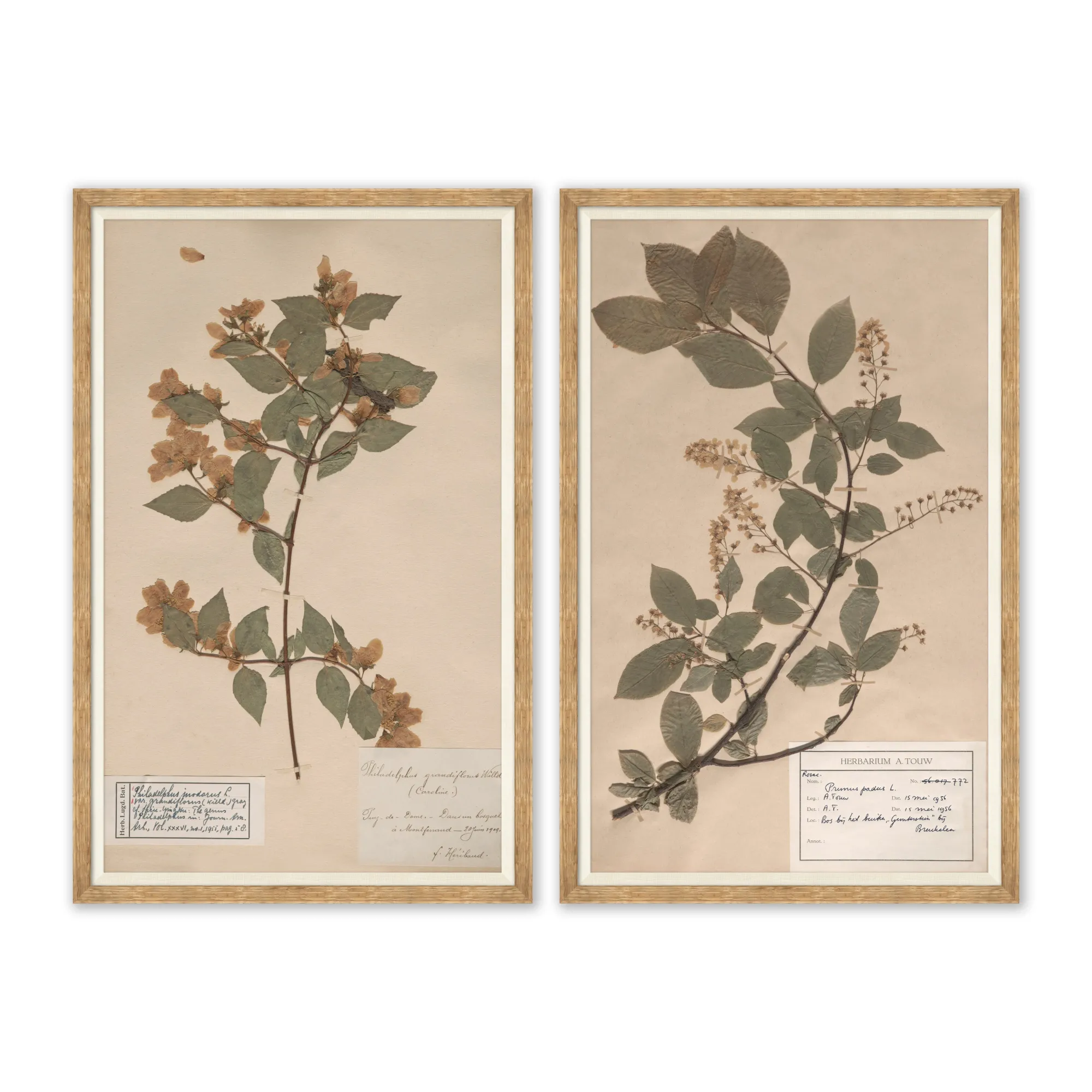 VND6204 Soicher Marin of Florida Herbarium Specimen I