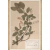 VND6204 Soicher Marin of Florida Herbarium Specimen II