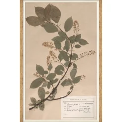 VND6204 Soicher Marin of Florida Herbarium Specimen II