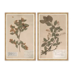 VND6204 Soicher Marin of Florida Herbarium Specimen II