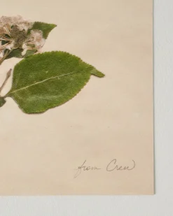 VND5151 Peel Enterprises Inc Jo's Hand Pressed Herbarium Prints -