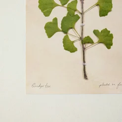 VND5151 Peel Enterprises Inc Jo's Hand Pressed Herbarium Prints - Ginkgo Tree '21