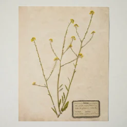 VND5151 Peel Enterprises Inc Jo's Hand Pressed Herbarium Prints - Texas Wildflowers I '24