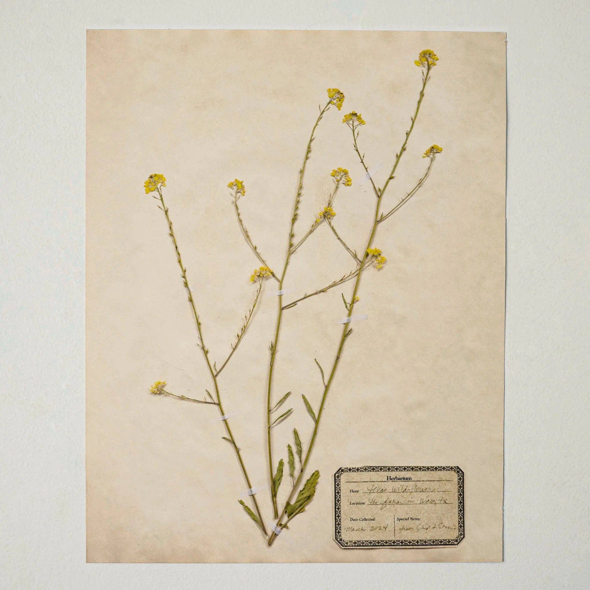 VND5151 Peel Enterprises Inc Jo's Hand Pressed Herbarium Prints - Texas Wildflowers I '24