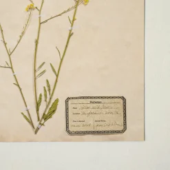 VND5151 Peel Enterprises Inc Jo's Hand Pressed Herbarium Prints - Texas Wildflowers I '24