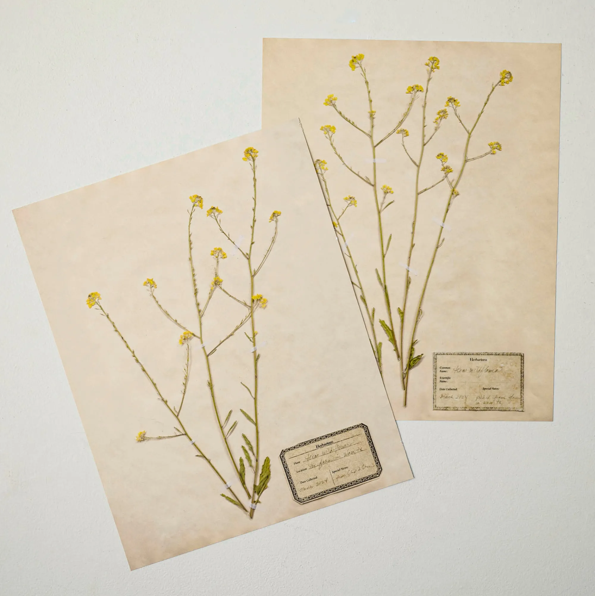 VND5151 Peel Enterprises Inc Jo's Hand Pressed Herbarium Prints - Texas Wildflowers I '24