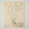 VND5151 Peel Enterprises Inc Jo's Hand Pressed Herbarium Prints - Texas Wildflowers II '24