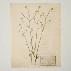 VND5151 Peel Enterprises Inc Jo's Hand Pressed Herbarium Prints - Texas Wildflowers II '24