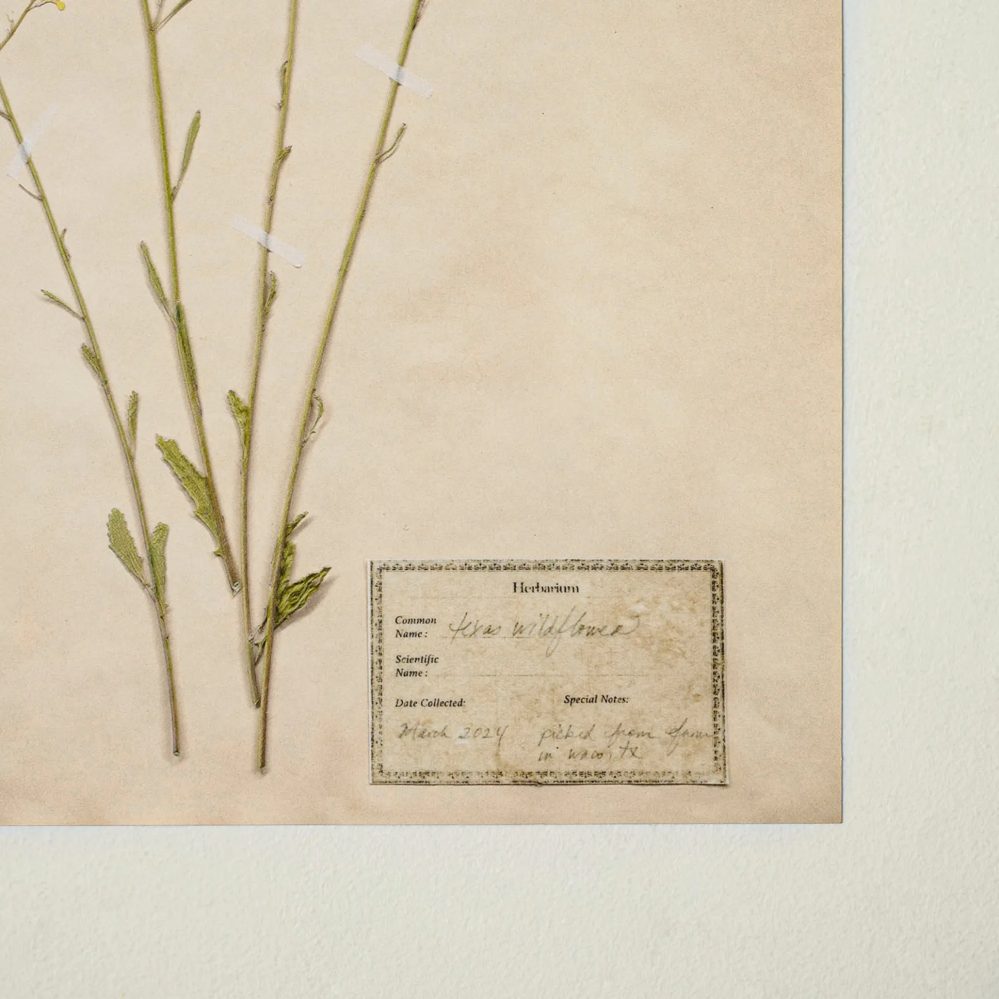 VND5151 Peel Enterprises Inc Jo's Hand Pressed Herbarium Prints - Texas Wildflowers II '24