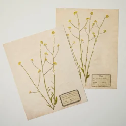 VND5151 Peel Enterprises Inc Jo's Hand Pressed Herbarium Prints - Texas Wildflowers II '24