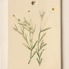 VND8577 GUANGDONG QUANFU CERAMICS INDUSTRIAL CO., LTD. Jo's Herbarium Ceramic Wall Plaque - Collected Daisies