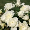 VND8125 Heirloom Roses Inc. Luna Love™ Rose Bush