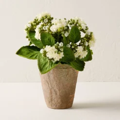 VND0078 K & K Interiors, Inc. Potted Bouvardia Flower