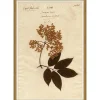 VND6204 Soicher Marin of Florida Pressed Floral I