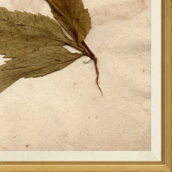 VND6204 Soicher Marin of Florida Pressed Floral X