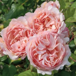 VND8125 Heirloom Roses Inc. Princess Charlene de Monaco® Rose Bush