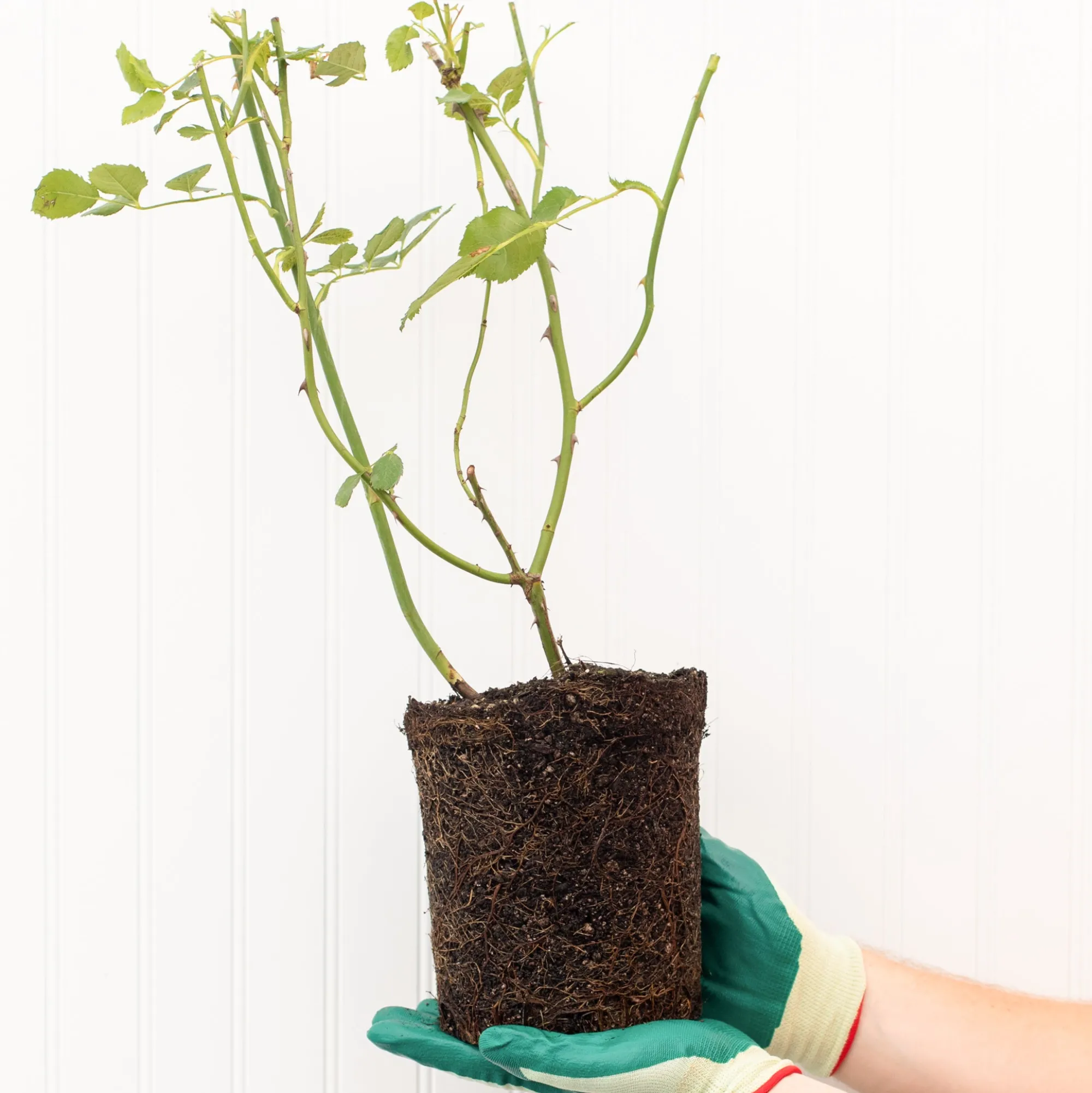 VND8125 Heirloom Roses Inc. Princess Charlene de Monaco® Rose Bush