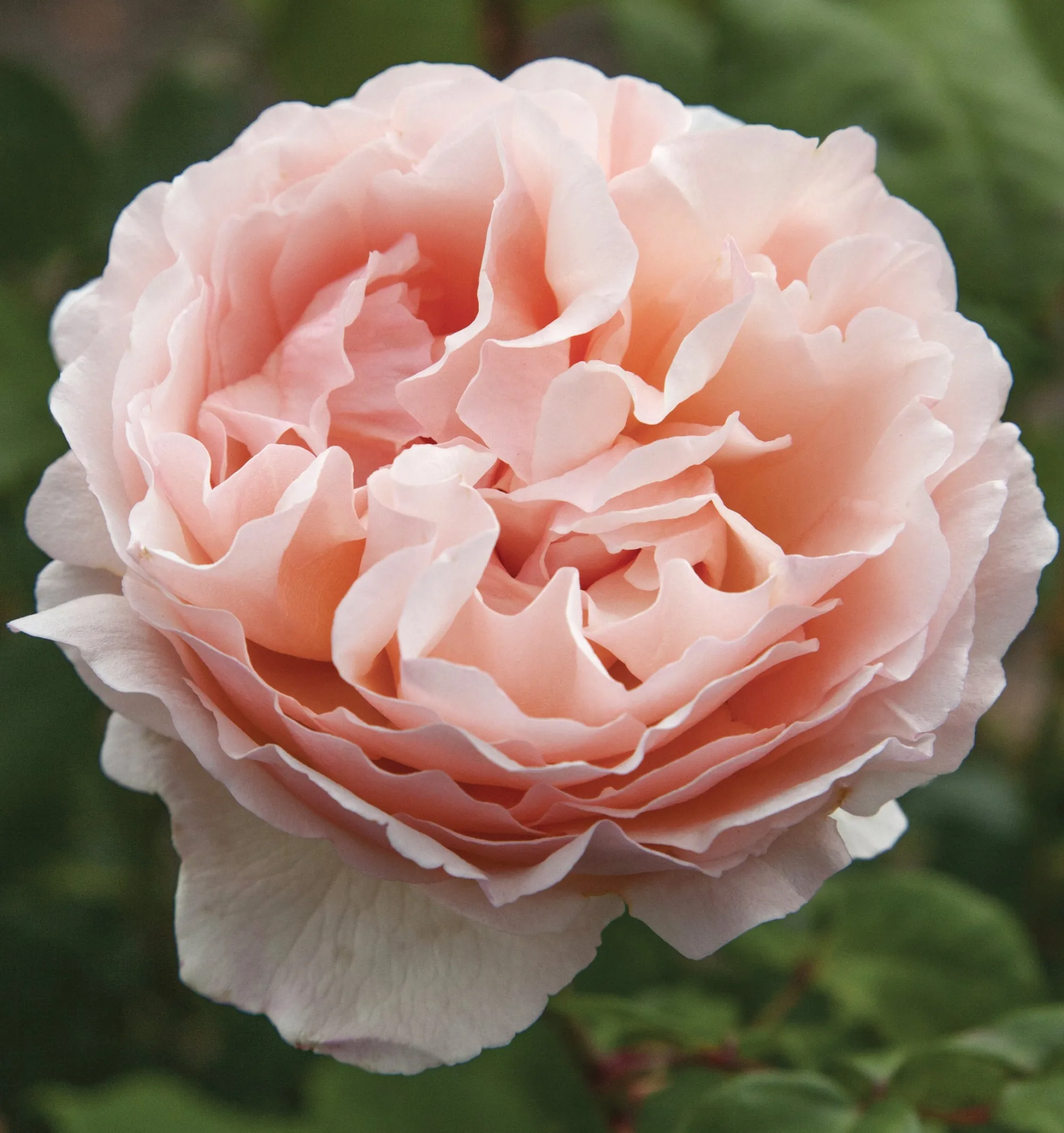 VND8125 Heirloom Roses Inc. Princess Charlene de Monaco® Rose Bush
