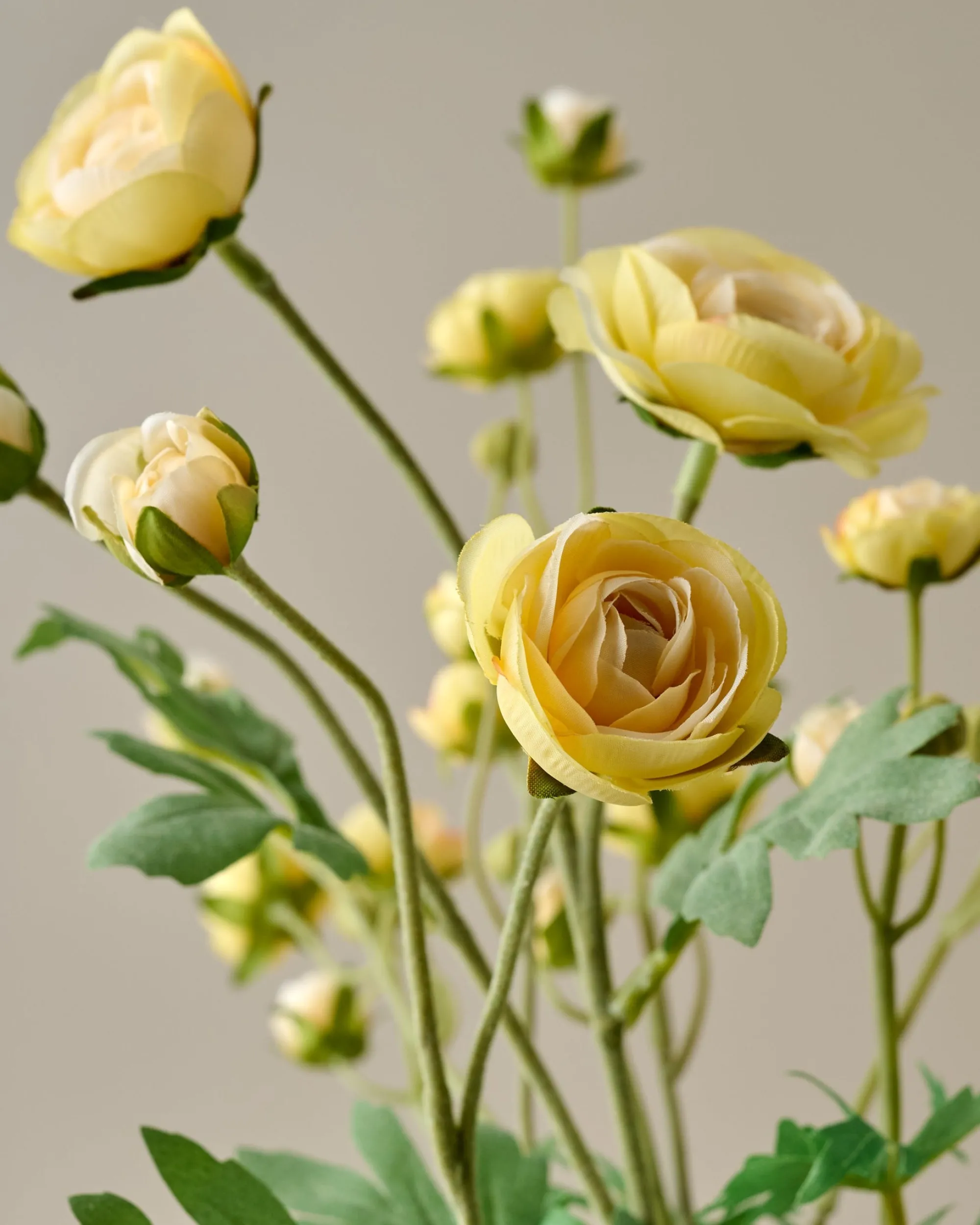 VND0078 K & K Interiors, Inc. Ranunculus Bloom Bundle