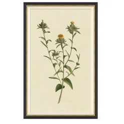 VND6204 Soicher Marin of Florida Vintage Botanical Study I