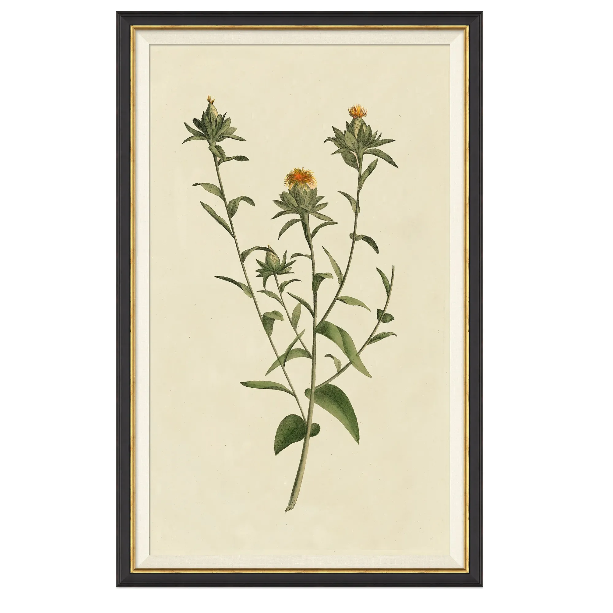 VND6204 Soicher Marin of Florida Vintage Botanical Study I
