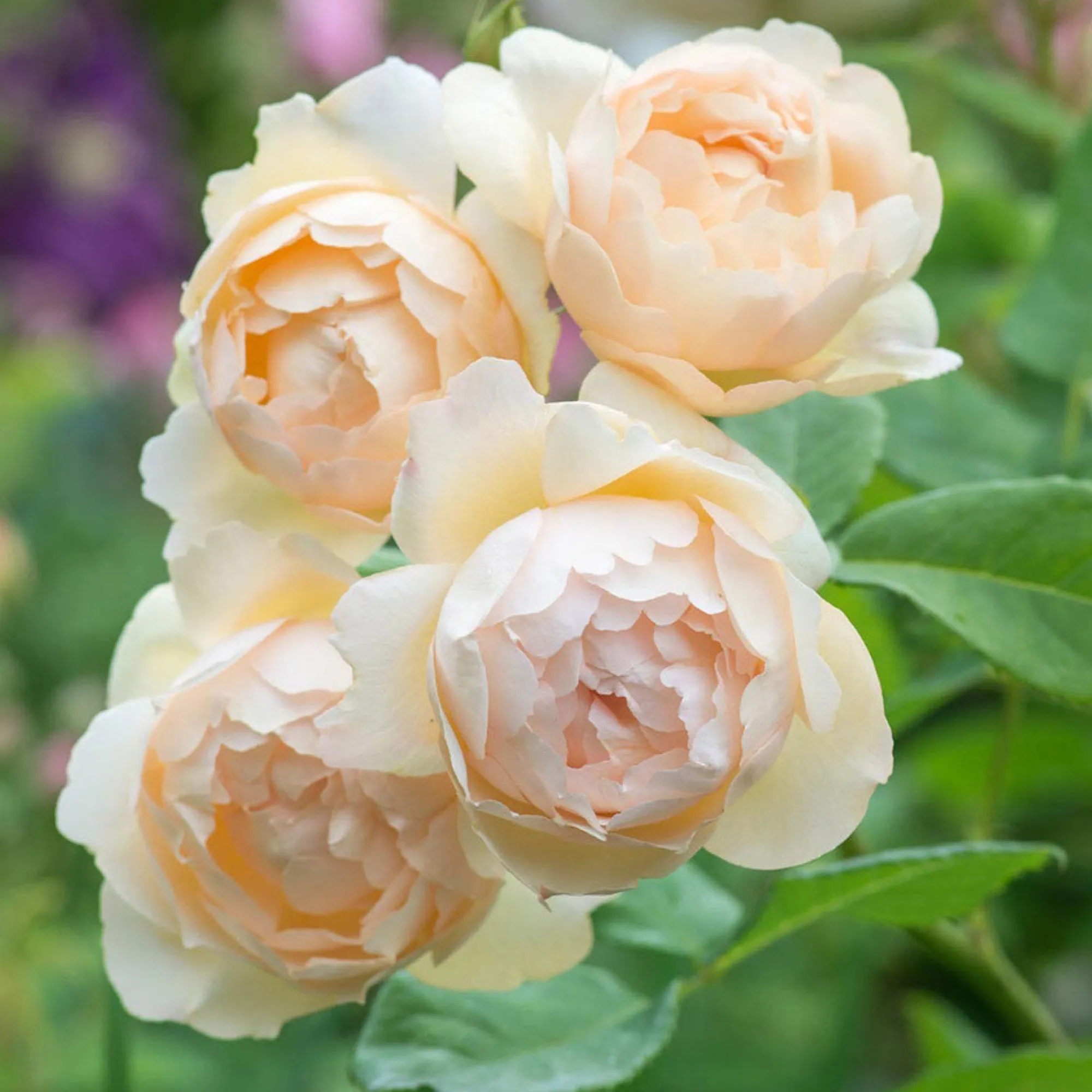 VND8125 Heirloom Roses Inc. Wollerton Old Hall™ Rose Bush