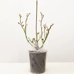 VND8125 Heirloom Roses Inc. Wollerton Old Hall™ Rose Bush