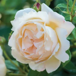 VND8125 Heirloom Roses Inc. Wollerton Old Hall™ Rose Bush