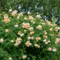 VND8125 Heirloom Roses Inc. Wollerton Old Hall™ Rose Bush