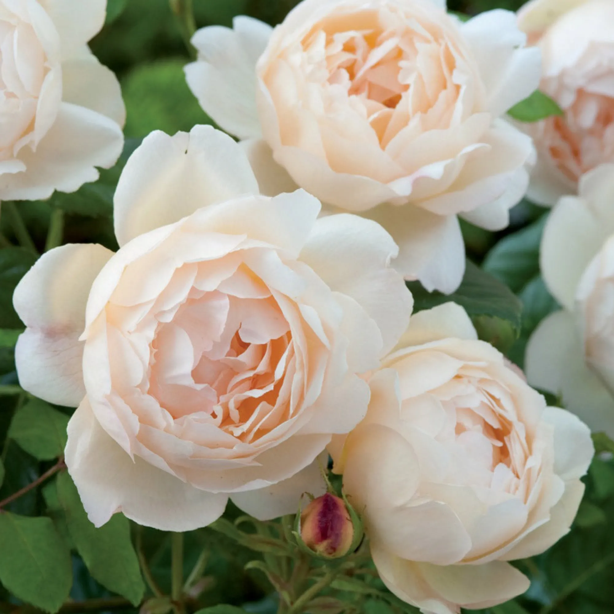 VND8125 Heirloom Roses Inc. Wollerton Old Hall™ Rose Bush